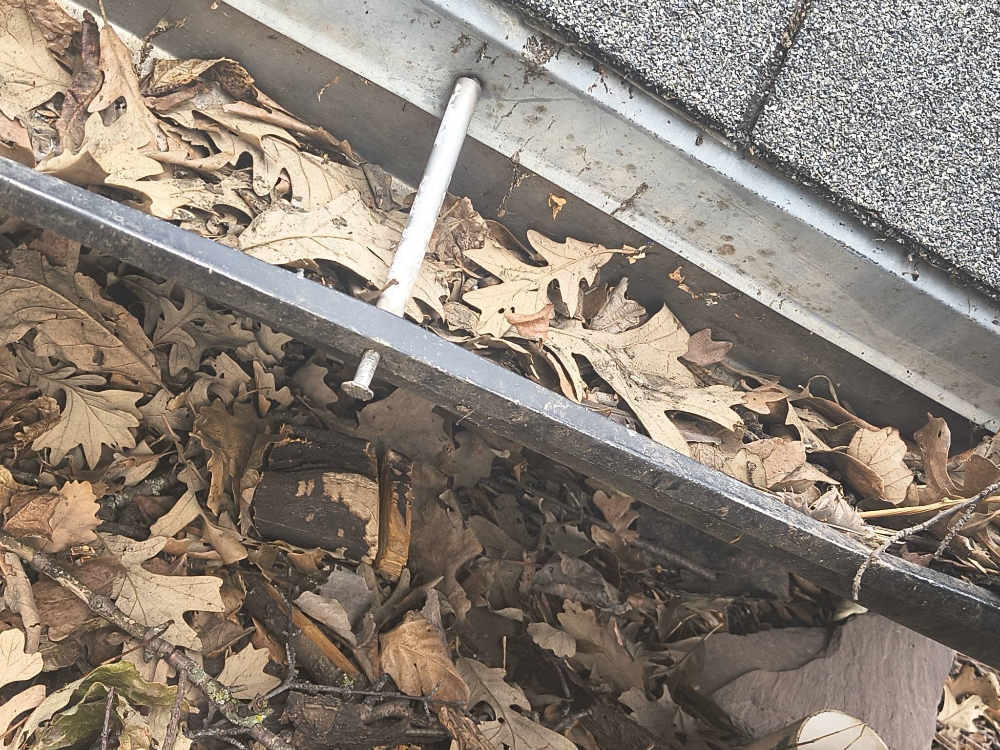 A gutter packed completely full of dried oak leaves and twigs
